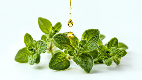 Oregano Oil